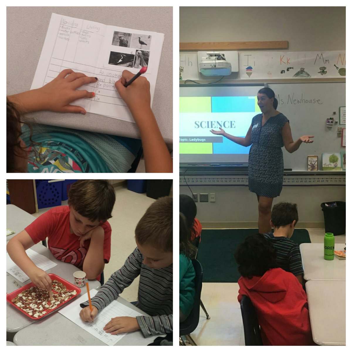 ANewhouse6's tweet photo. Using my day off to try my hand @ teaching life science to 3rd graders in Vienna, VA! They did great! #dfhs17 @AdamoBiology @careim2 https://t.co/YCym8FlzFr