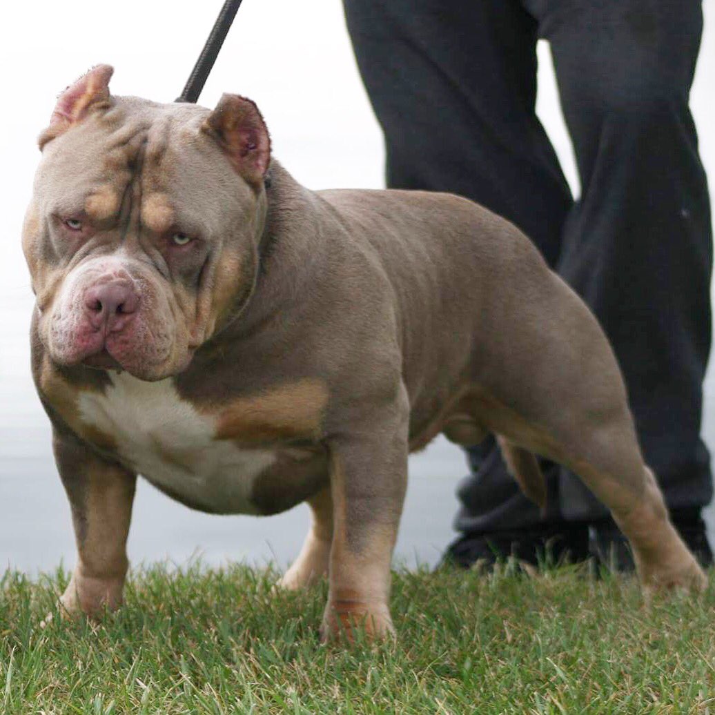 Gooch88_'s tweet photo. Clicquot at 11 Months #louisvline #daxline #louisvlinebullys #dax #beasting #training #healthy #health #bus #dog #world #dog #stud #beastup https://t.co/kzVNmsrMfy