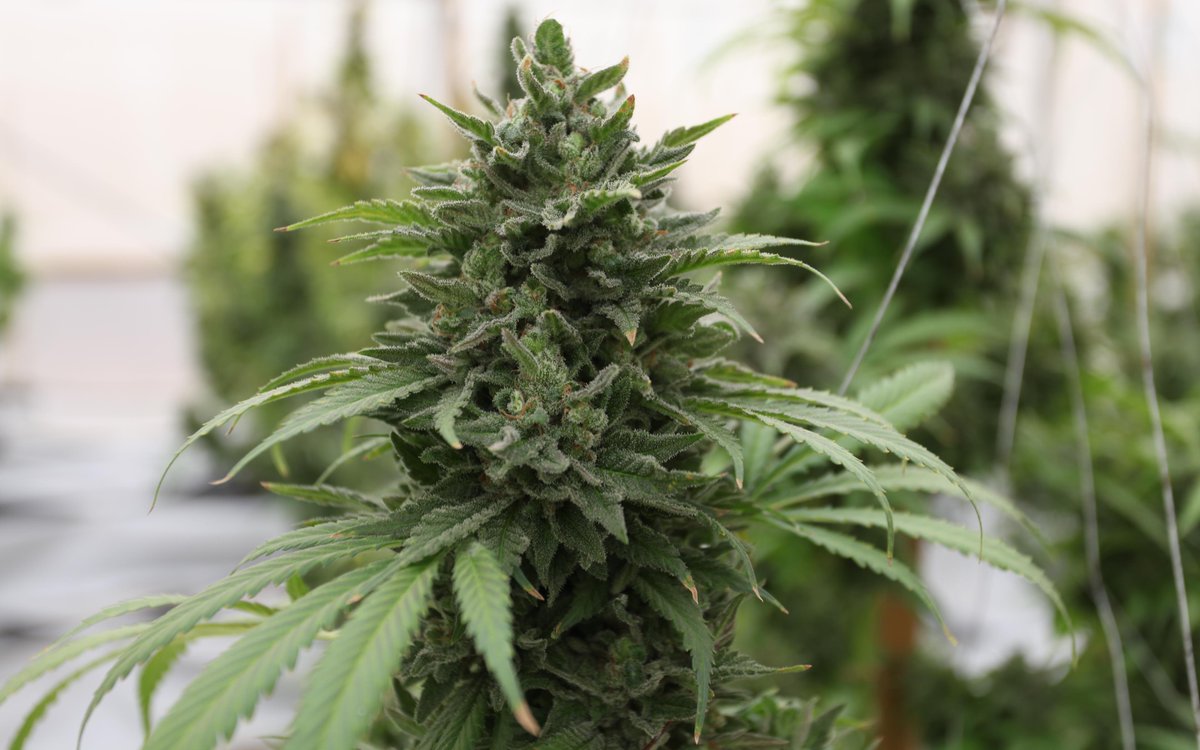 We Know You All Are Working Hard Out There! Read About The Key Points of Harvest Time. bit.ly/1Ls5p7A