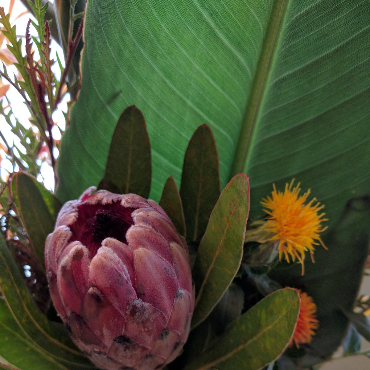 Exotics have the best textures! #winnipegflorist #exoticflowers #protea #roshhashana #floraldesign #beyondflowers #floralelements