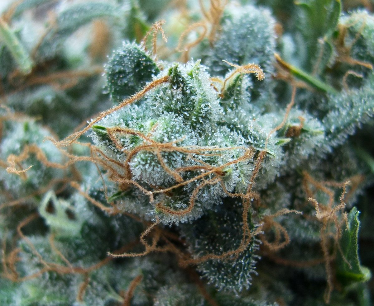 Trichomes were originally developed to protect the cannabis plant against predators and the elements. #marijuana