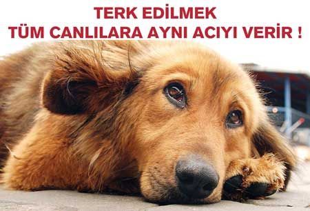#4ekimhayvanlarıkorumagünü Yaşamak onların da hakkı. sahip çıkalım canlara 🐶🐺🐱🐭🐹🐰🐸🐯🐨🐵🐒🐴🐻🐷🐑🐽🐘🐮🐼🐗🐧🐦🐤🐥🐣🐔🐍🐢🐛🐝🐜🐞🐌🐙🐠🐟🐬🐳🐋🐄🐏🐀🐓🐊🐃🐕🐪🐅🐖🐇🐆🐆🐉🐂🐈🐎🐲🐩🐐🐡🐾 ❤️