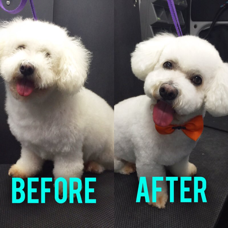 metrohound mobile pet spa