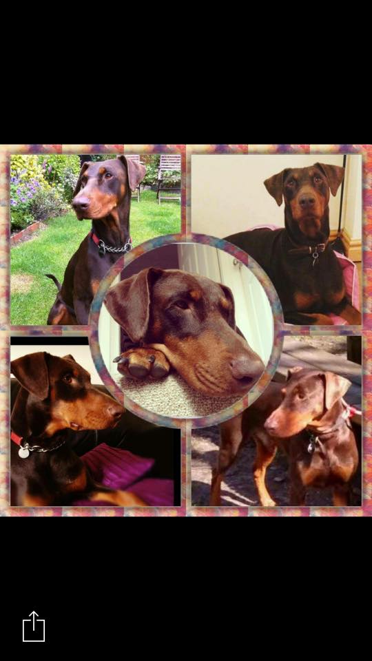 FindOurPup's tweet image. Never forget him. Never stop looking. He is out there
#FindJaxon facebook.com/Help-find-JAXO…