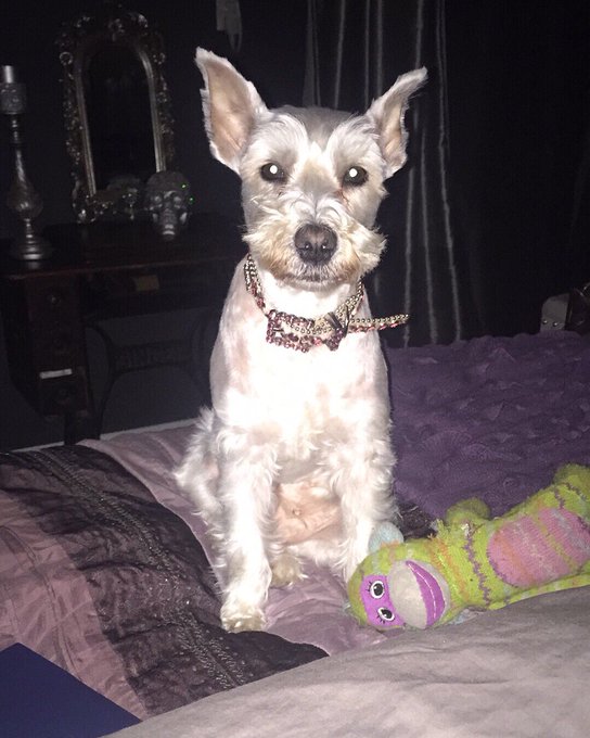 #schnauzer #endlesslove #mybaby https://t.co/03QU11TMk3<a href="/tag/schnauzer"class="tags">#schnauzer</a><a href="/tag/endlesslove"class="tags">#endlesslove</a><a href="/tag/mybaby"class="tags">#mybaby</a>