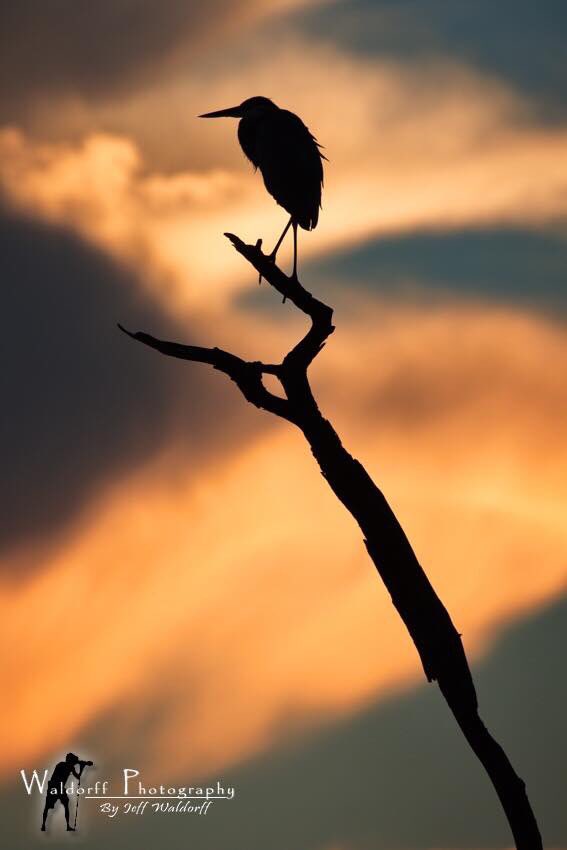 WaldorffPhoto's tweet photo. "Sky High"

#waldorffphotography 📷📸#FL
#Photo from the #Panhandle of #Florida 🌅#sunset ⛱
https://t.co/5tTShVhBs6 https://t.co/ERgsBpo3UD
