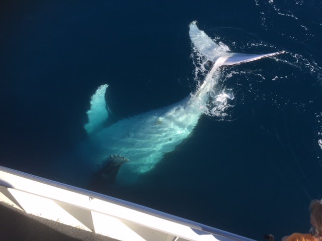 QuickCatII's tweet image. Only a few more weeks and our season will be over dont miss  seeing these amazing whales @QuickCatII #vistfrasercoast #thisisQueensland