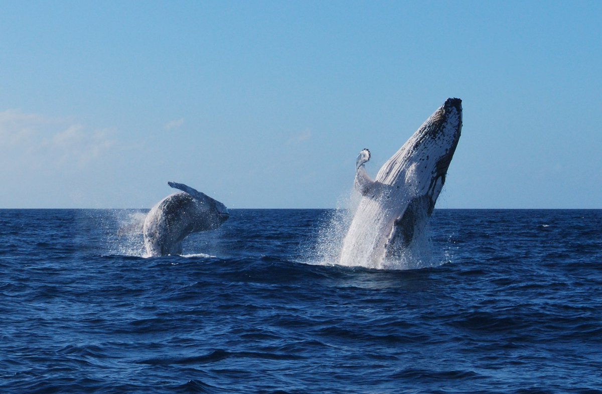 QuickCatII's tweet image. Only a few more weeks and our season will be over dont miss  seeing these amazing whales @QuickCatII #vistfrasercoast #thisisQueensland