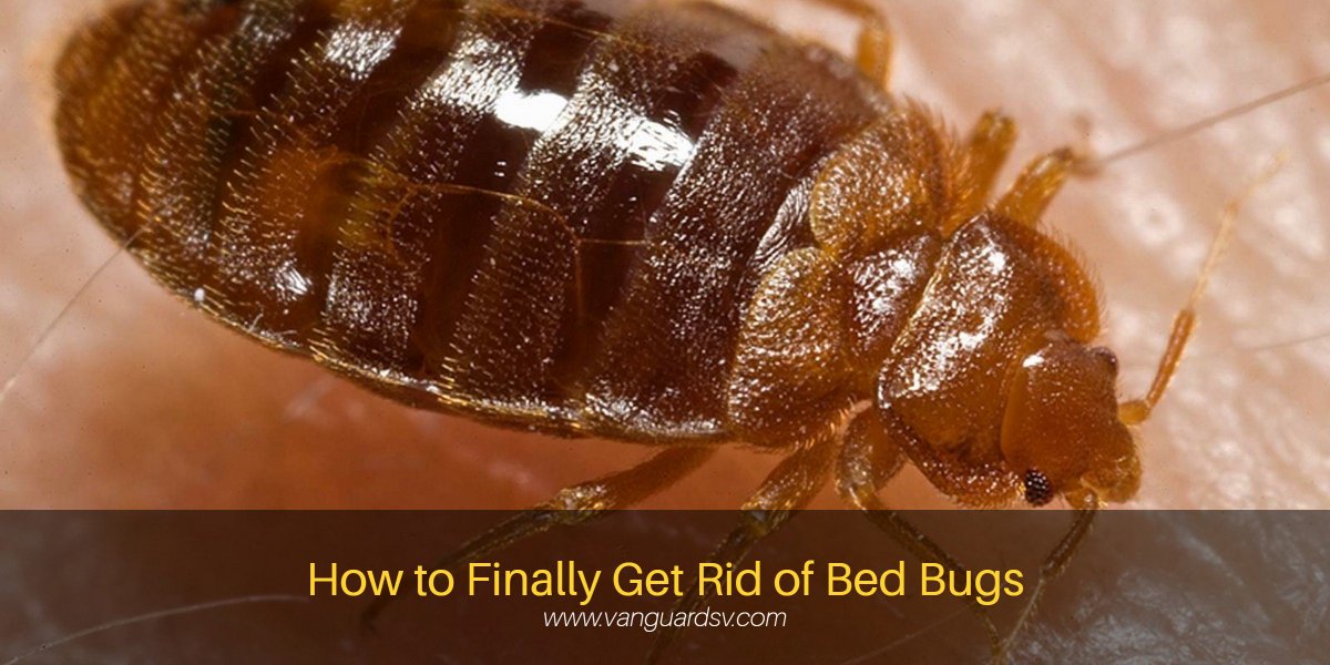 vanguardsv's tweet photo. Janitorial #ServicesTips to get rid of #BedBugs #Fresno #Visalia #Tulare #Clovis #Kingsburg https://t.co/yJgTLr7jTa