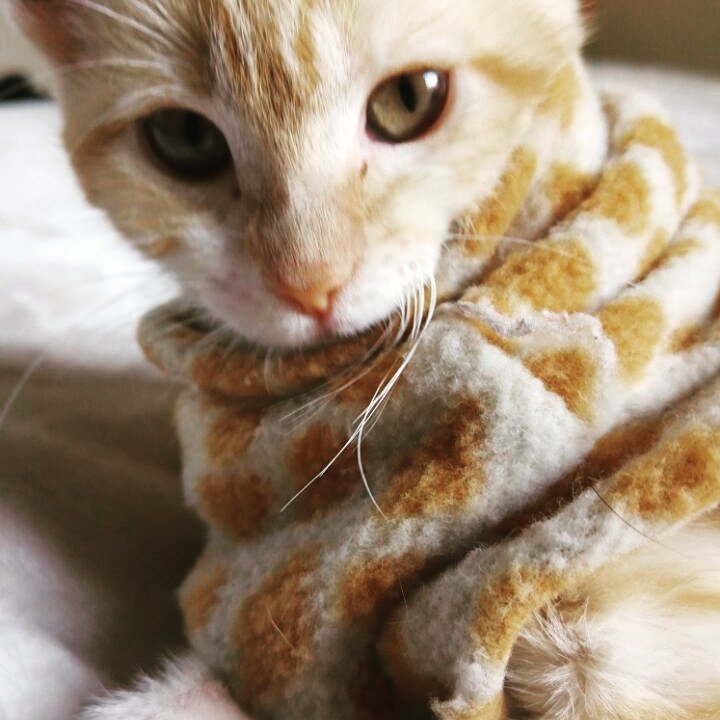 Lakarinchi's tweet photo. @EnLaCallePlusTv sexy tobita. Nuestra gatita traviesa rescatada de una caja abandonada en la calle recién nacida https://t.co/tYlOuTIwUP