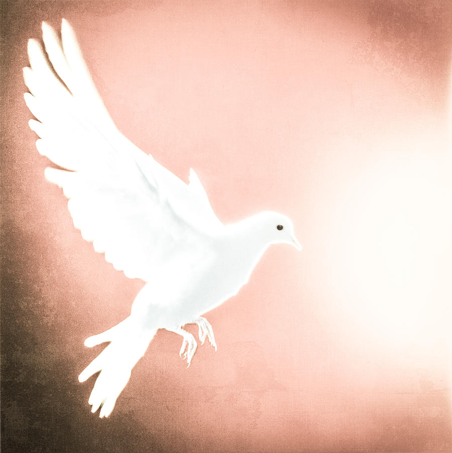 YoPedro's tweet photo. Dove In Flight Red by YoPedro #doves #birds #trainedanimals
https://t.co/49z7IGRtkd https://t.co/1BPFC40cK9