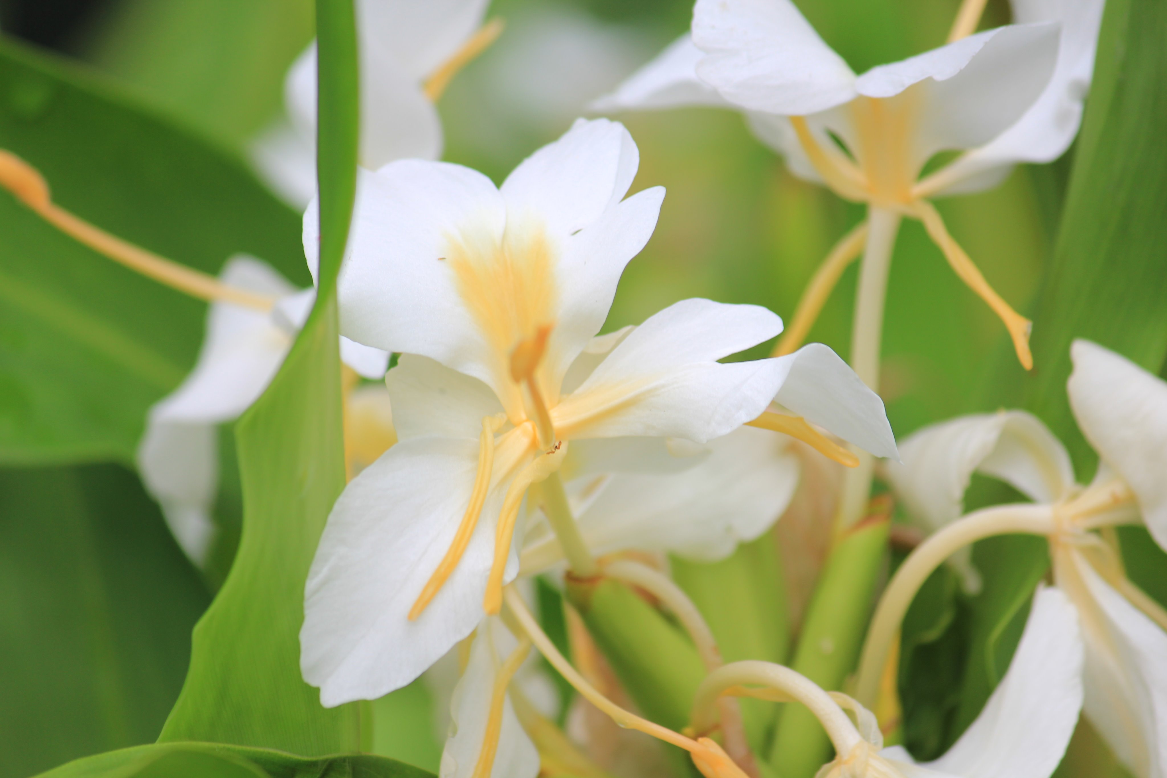 咲くやこの花館 ホワイトジンジャー が開花中です 学名の Hedychium はギリシャ語の Hedys 甘い と Chion 雪 に由来するそうです 豊かな心 という素敵な花言葉を持つ一方 その強い繁殖力からハワイでは有害植物とされています 咲くやこの