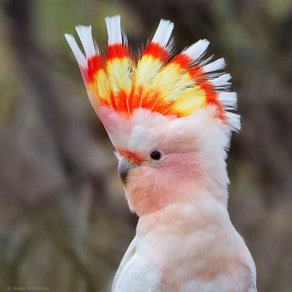 BirdsPics's tweet photo. #MajorMitchellsCockatoo #CacatúaAbanderada #LophochroaLeadbeateri lives in #AUS and is named after one of Australia’s first explorers #Birds https://t.co/vbaclLjhwa