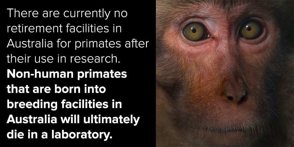AnimalsAus's tweet photo. 7 big secrets about primate experiments in Australia: https://t.co/DkFkXYsnWW #BanPrimateTesting #badscience https://t.co/92P967NCqz
