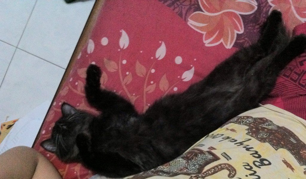 Kalo lg tidur begini pengen nguyel-nguyel, tapi giliran lagi ga bisa diem bawaannya nyuruh tidur aja, biar anteng😅😂