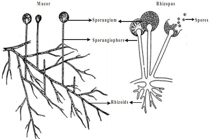 Мукор обыкновенный. Плесневые грибы Rhizopus. Зигомицеты мукор. Ризопус гриб строение. Мукор ризопус.