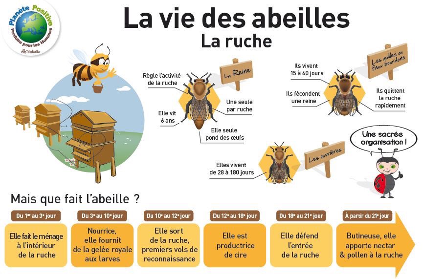 1ToitPourLesAbeilles tweet media