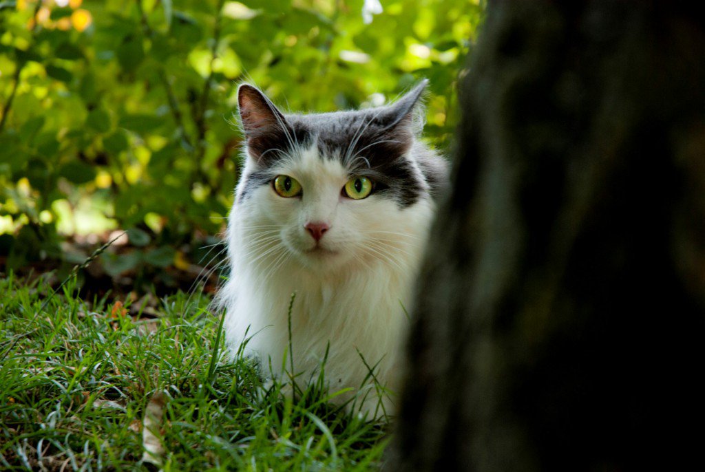 ¡Feliz #DíaMundialDeLosAnimales!
Tener una mascota y ver como crece es una de las cosas más tiernas del mundo. #Fotógrafosdemascotas