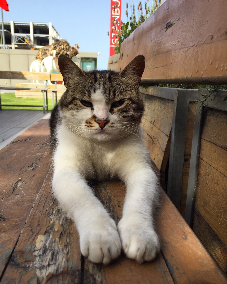 Bugün #4EkimHayvanlarıKorumaGünü! Müzemizin kedisi Ayşe başta olmak üzere tüm hayvanlar için daha iyi bir dünya diliyoruz.