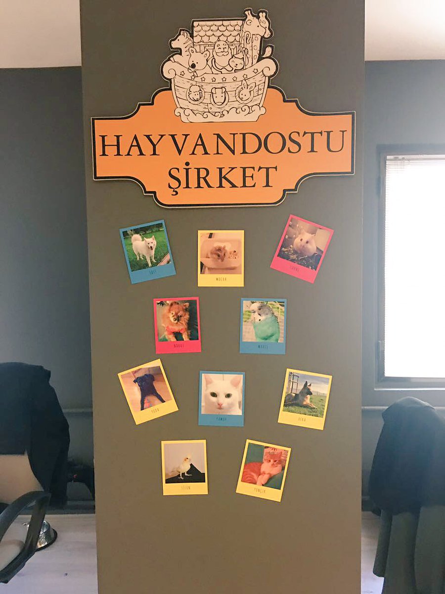 Biz onları çok seviyoruz. Hepsi çok kıymetli, hepsi çok değerli. Koruyun! Sevin! #4EkimHayvanlarıKorumaGünü #hayvandostusirket
