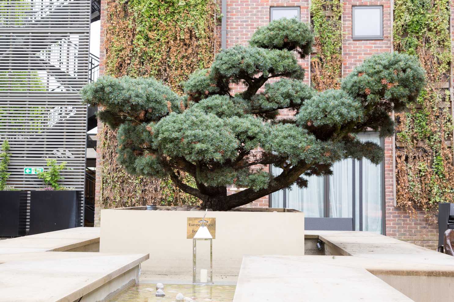 Hilton Syon Park On Twitter Did You Know We Have At Our Terrace The Oldest Bonsai Tree In Europe Bonsai Tree Oldest Europe Hilton Great London Natural Https T Co Dmpz4olqto