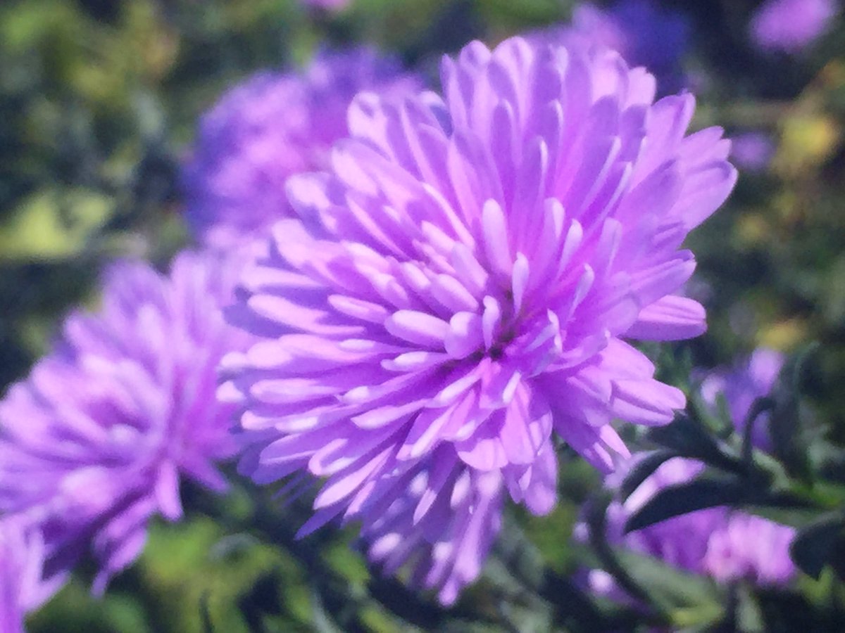 Yayoi A Twitter 孔雀草 クジャクアスター Aster Hybridus アスターはギリシャ語の星から 花言葉 ひとめぼれ 思い出