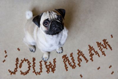 CardsenGifts's tweet photo. Dierendag! RT Als je van dieren houdt! https://t.co/LpyeNiy9RC