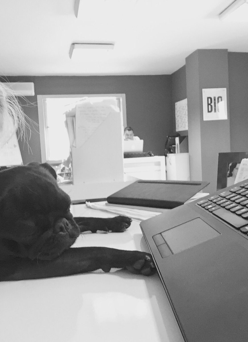 Aramızda mesaide uyuyanlar olmuş😇 #4EkimHayvanlarıKorumaGünü