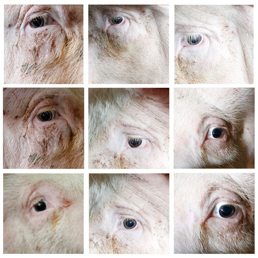 Mooi.

"Niet één varkensoog is hetzelfde"

Fotos: Tineke Schuurmans