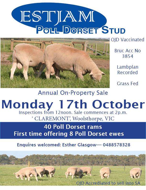struanp's tweet photo. Estjam #PollDorsets On Property Ram Sale  Oct 17th. Sale info &amp; catalogue at: https://t.co/GOn1VVs07Z https://t.co/1W2xhjyGT3