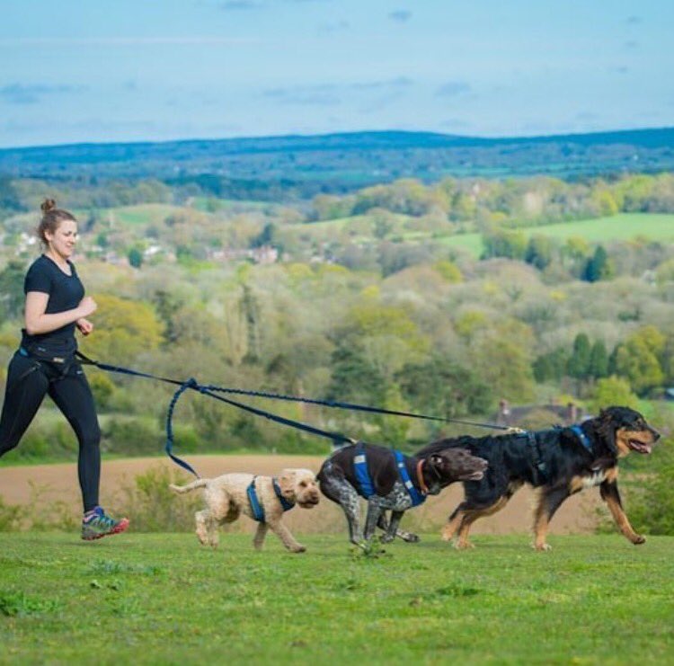 Three is definitely not a crowd! 🐶 canicrossing with a triple line! #canicross #trailrunning instagram.com/p/BLIfRvtAOLO/