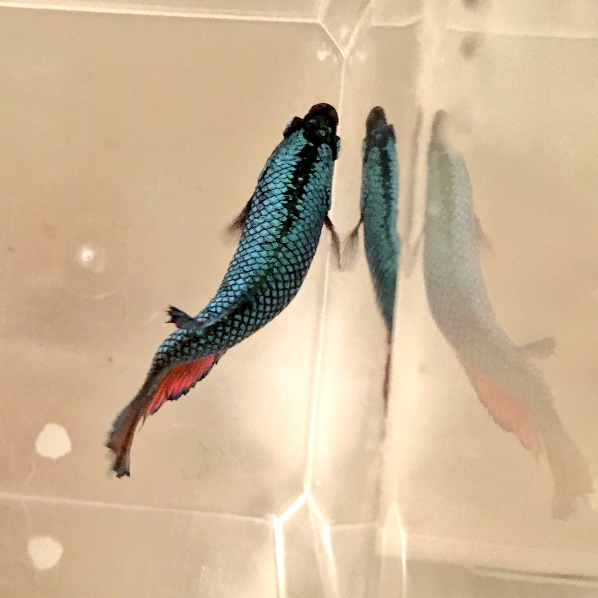 ミルエル 水面スレスレ中 上からベタ プラカットとスーパーデルタメス