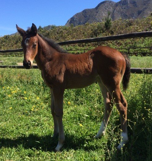 allanbloodlines's tweet photo. #ELUSIVEFORT filly out of our #ENTERALEXIS by #DYNASTY from the #BALIDARESS family enjoying sunshine at Hemel 'n Aarde Stud https://t.co/UgrljPEPhs