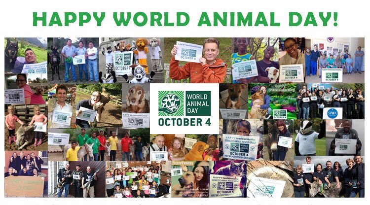 worldanimalday's tweet image. Today is #WorldAnimalDay! A day to celebrate all creatures! Retweet to help be a voice for animals in need 🐾 🐶🐱🐭🐹🐰🐻🐼🐨🐯🦁🐮🐷🐸🐙🐵🐔🐧🐤🐺🐴🐝🐍🐢🐠🐬🐳🐘🕊🌎