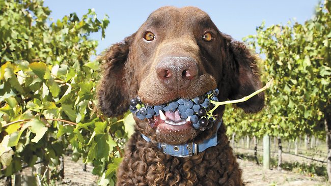 Fijne dierendag! #worldanimalday #dierendag #winery #wijngaard #dog #happy #grapes #druiven #wine #redwine #chocorosso