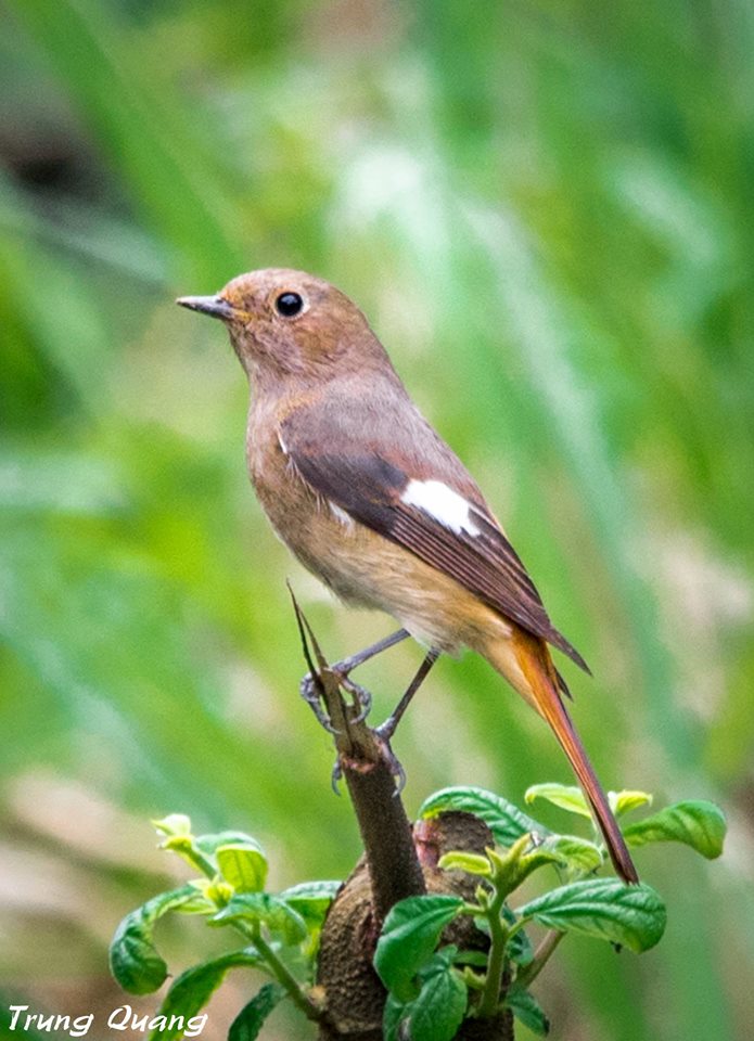 ICDanang's tweet image. Meet some of our beautiful neighborhood residents on the Monkey Mountain!
#WorldAnimalDay #MonkeyMountain #Sontra #Peninsula