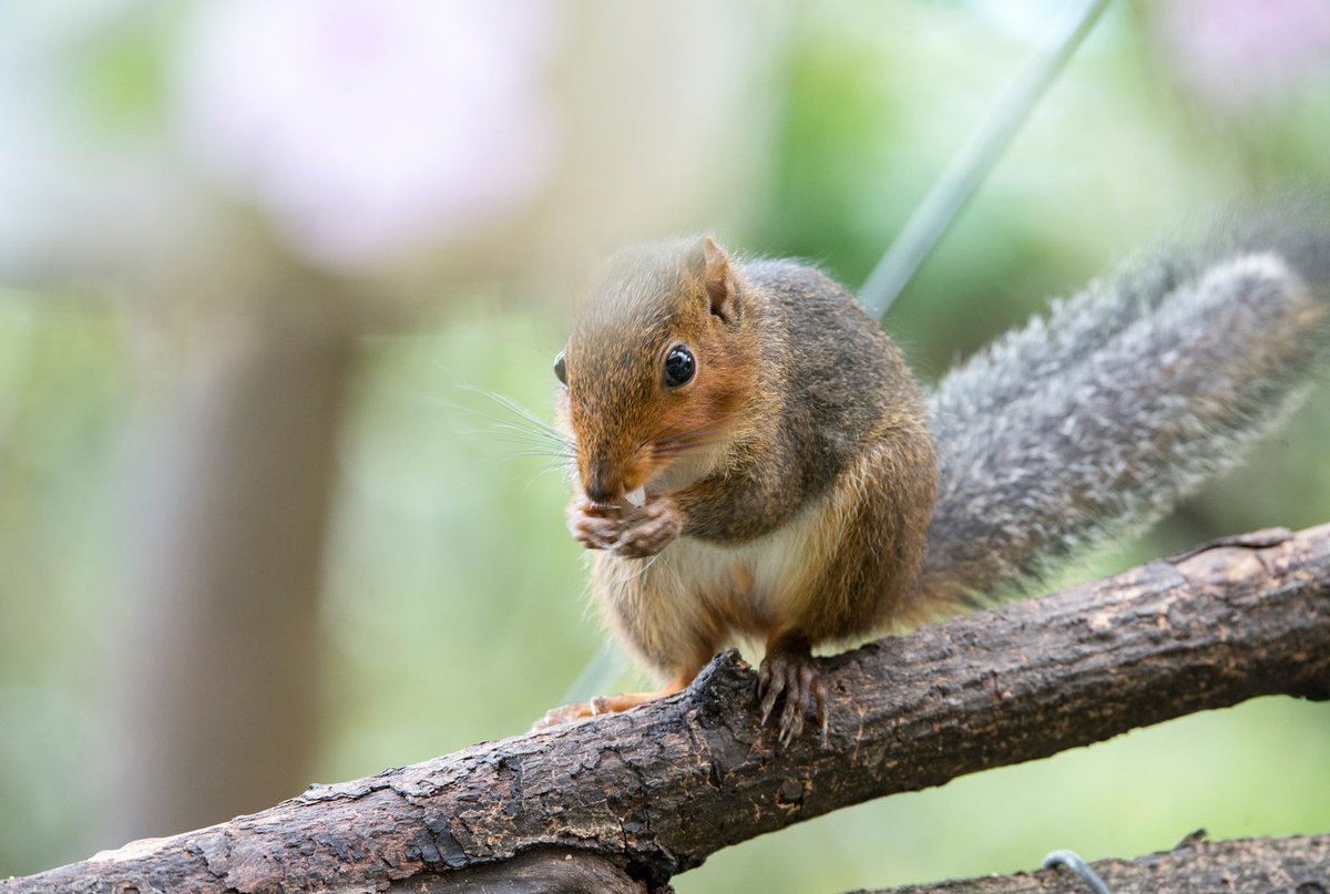 ICDanang's tweet image. Meet some of our beautiful neighborhood residents on the Monkey Mountain!
#WorldAnimalDay #MonkeyMountain #Sontra #Peninsula
