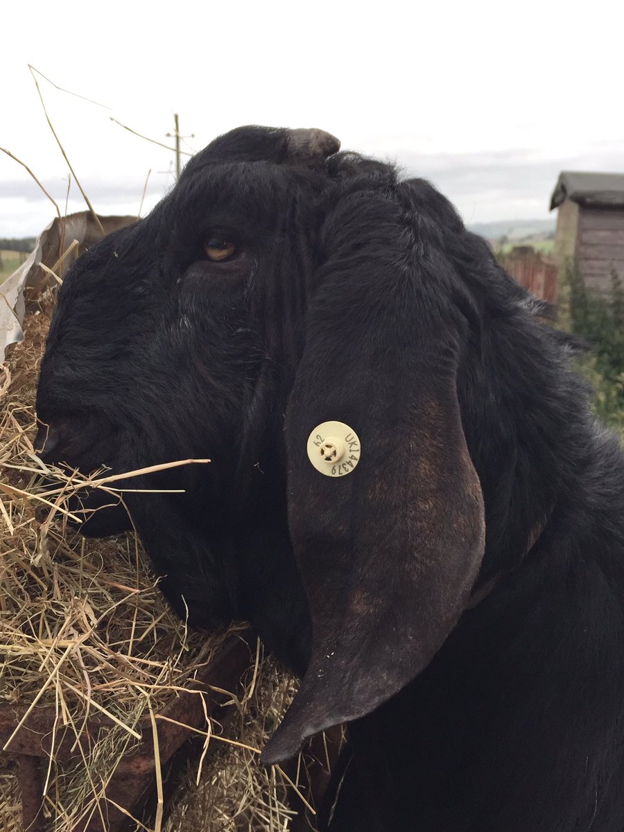 ScottishGoats's tweet photo. Our AGM is on this Saturday, 8th October at 1pm. Held at The Glencarse Hotel, Main Street, Glencarse PH2 7LX. Hope to see you there! #goats https://t.co/EU1AiqeFnQ