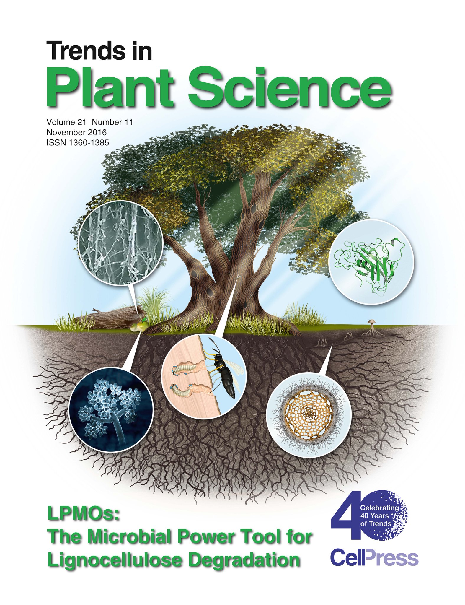 lilla Blacken hval TrendsPlantSci on Twitter: "Early glimps at our November #cover, a review  on #Lytic #Polysaccharide #Monooxygenases (by Katja Salomon Johansen)  https://t.co/UdtOx5YiyS https://t.co/C7tNfg5qfe" / Twitter