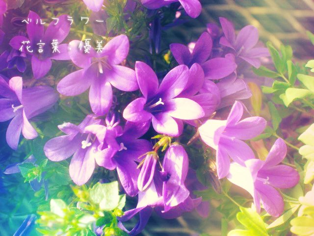 グラジオラスのtwitterイラスト検索結果