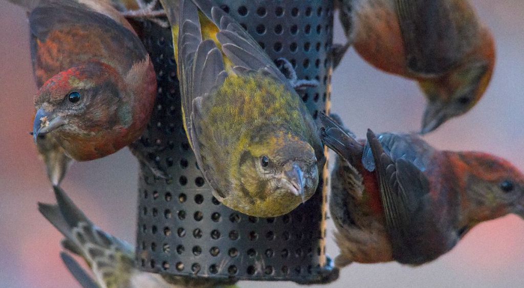 Ron Pittaway’s 2016-2017 Winter Finch Forecast birdscalgary.com/2016/10/04/ron…