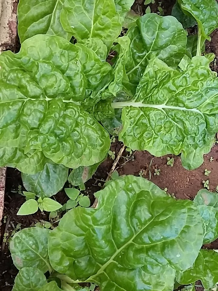 Did you know? The lettuce and herbs on our burgers and salads are grown in our own garden? <a href="/Eat_Out/">Eat Out</a>