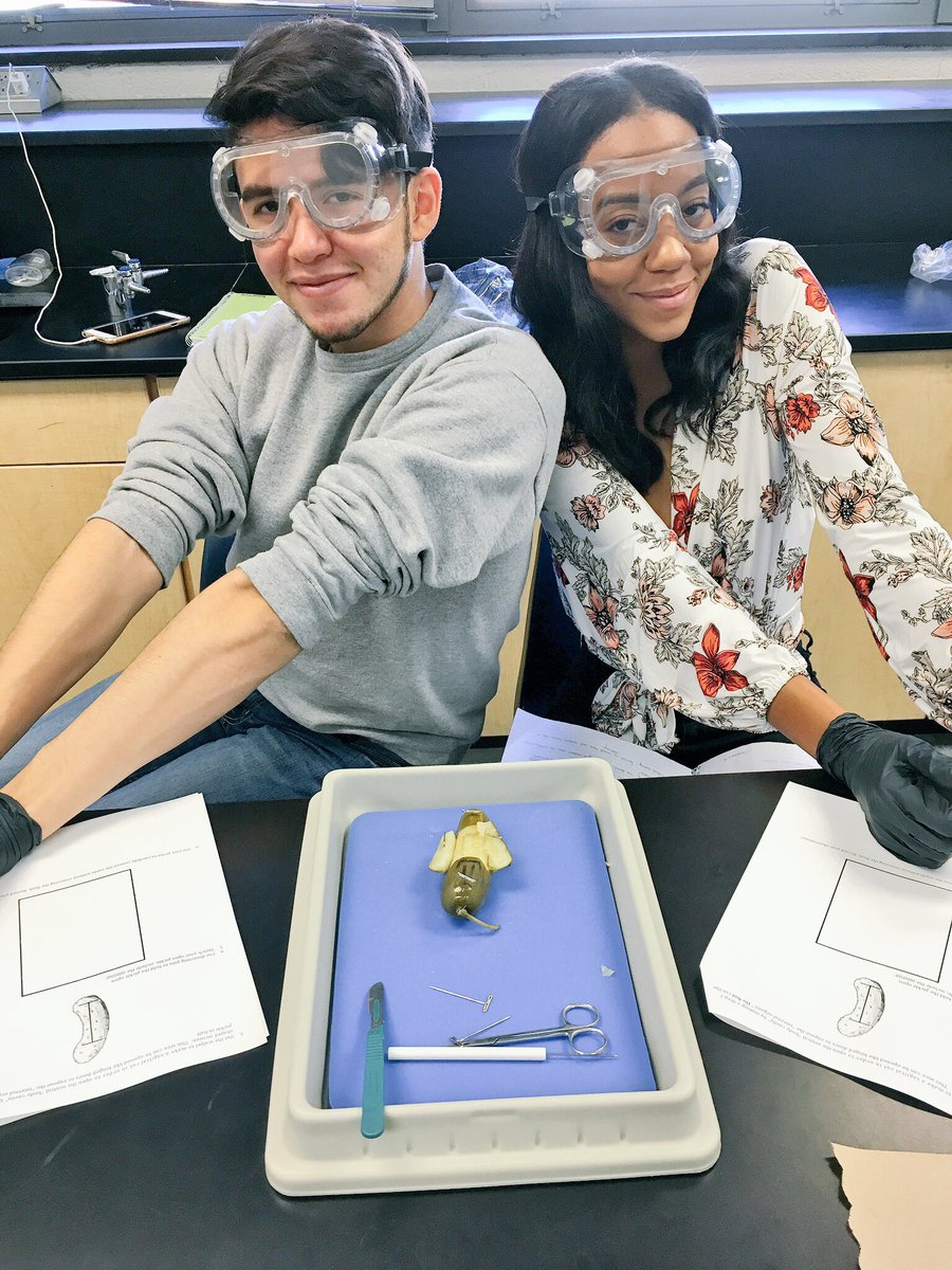 MsMeisner215's tweet photo. First dissection of the year! #pickledissection #stuartanatomy https://t.co/HoETcw5syX