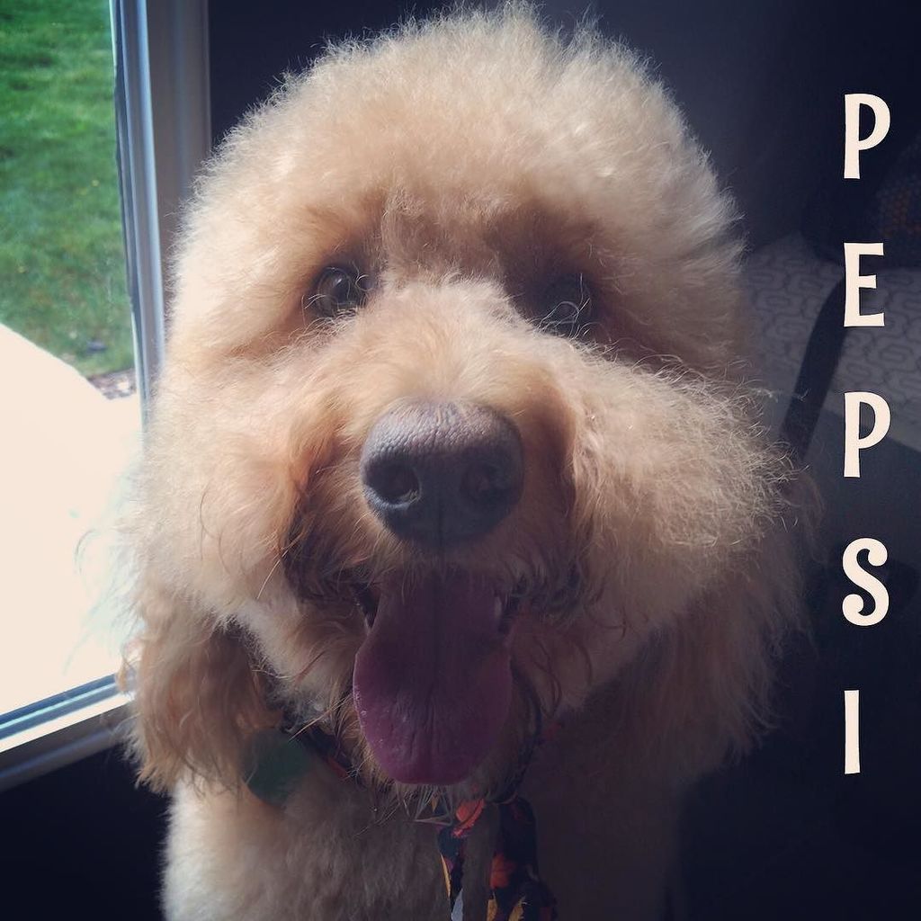 Dee_O_Gee's tweet photo. Pepsi looking sharp after a haircut at #deeogee ! You're sure making us smile on this #tongueouttuesday ! #haircut … https://t.co/Vd0I3twpkO