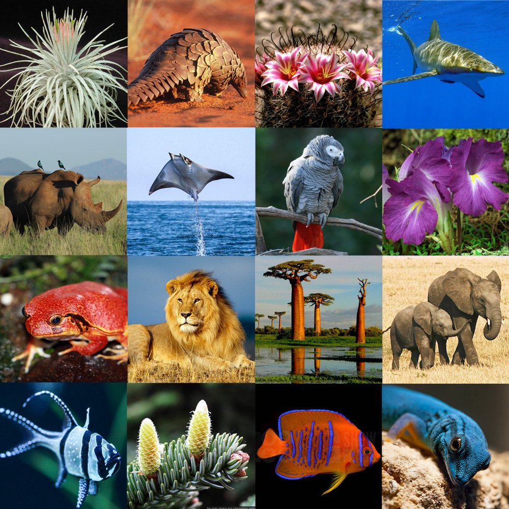 The world just agreed to the strongest protections ever for endangered animals