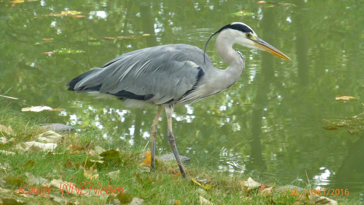 Beschaulich und gar nicht banal
am Kanal in #Lindenthal
#365koeln #thisiscologne #schönergehtskaum