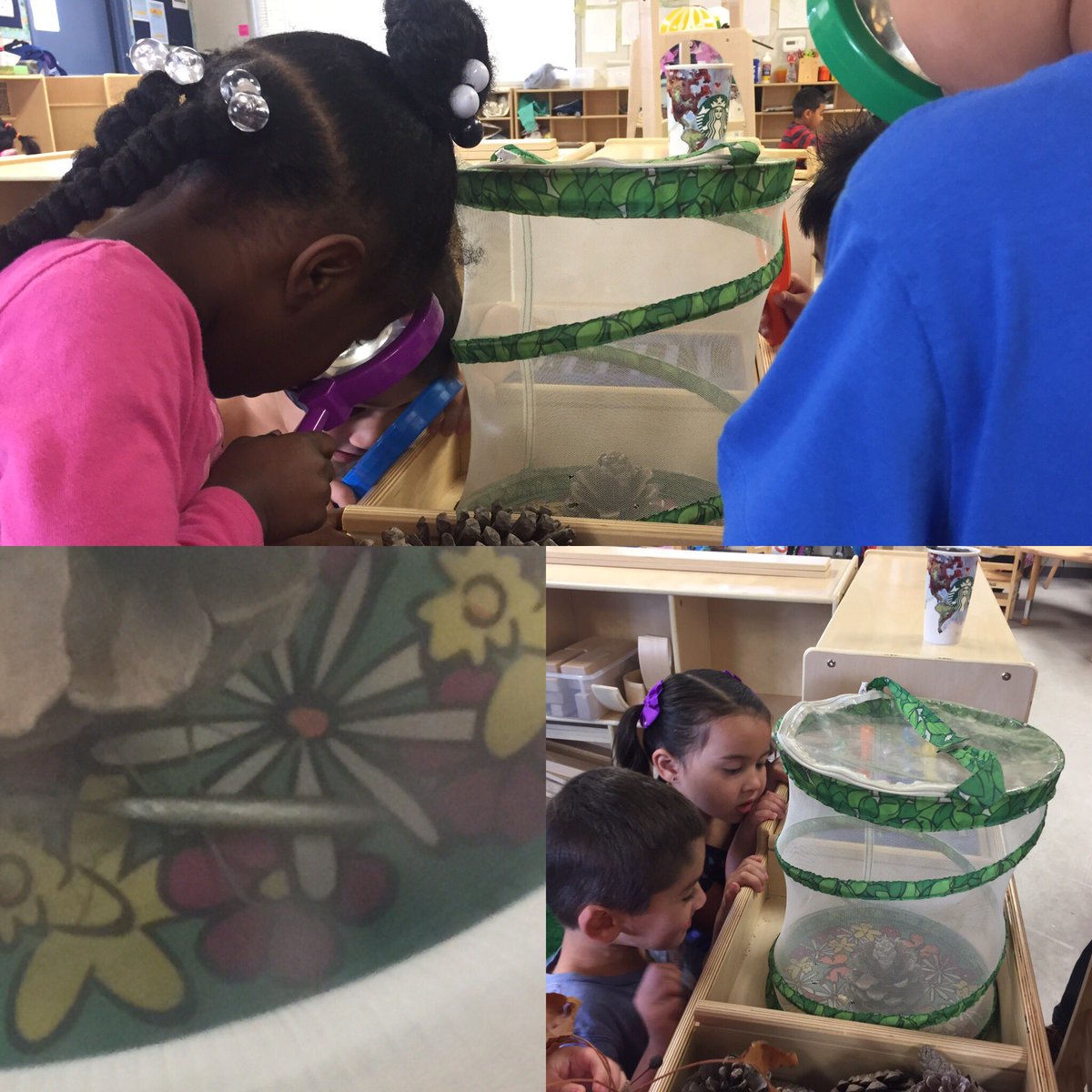 Investigating our new friend Bingo the praying mantis. science is fun!@FSUSDEarlyLearn <a href="/Seandotmac/">Dotty McCarthy</a> @Ms_HayleyK