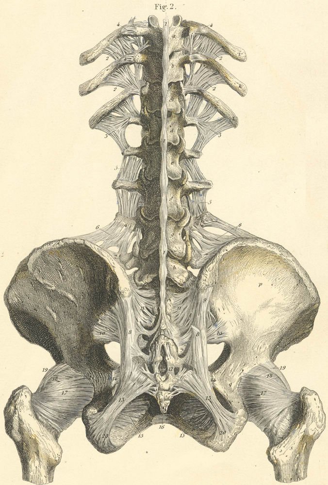 CICOosteopathy's tweet photo. Read "The third lumbar vertebra" by Samuel Jarman: https://t.co/uxQLeMXYb7 #Osteopathy #ClassicalOsteopathy https://t.co/IQ6rnkVYWn