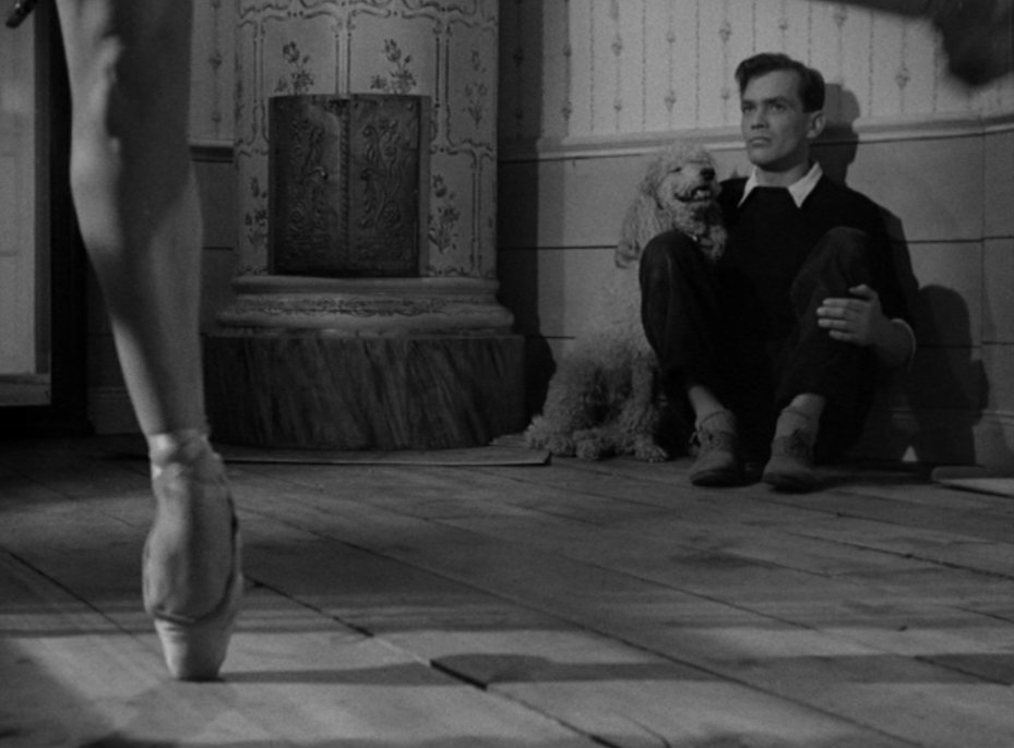 Criterion Collection tweet media