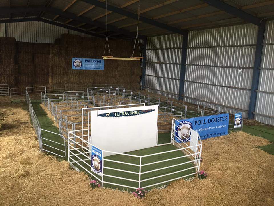 struanp's tweet photo. Ilfracombe #PollDorsets Ram Sale, Vic - 77/81 rams sold to $1400 3 times and av. $897. https://t.co/09j8lNH0qa